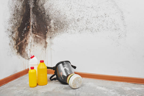 Best Mold Damage Repair  in Gang Mills, NY