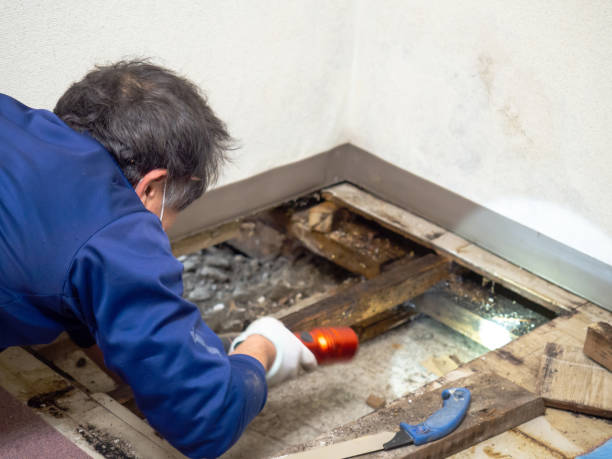 Best Mold Removal Process  in Gang Mills, NY
