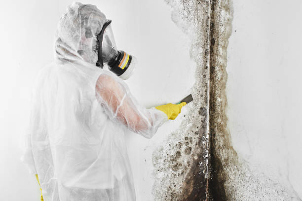 Best Toxic Mold Removal  in Gang Mills, NY