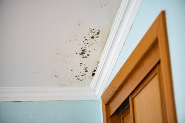 Best Fast Mold Removal  in Gang Mills, NY