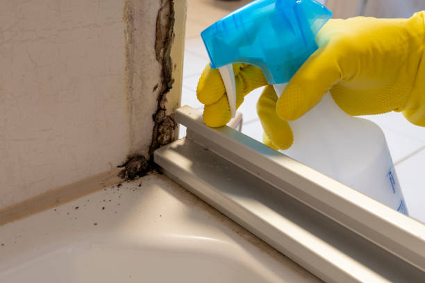 Best Commercial Mold Removal  in Gang Mills, NY