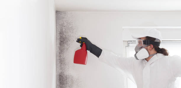 Best Black Mold Removal  in Gang Mills, NY