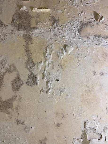 Best Mold Damage Repair  in Gang Mills, NY