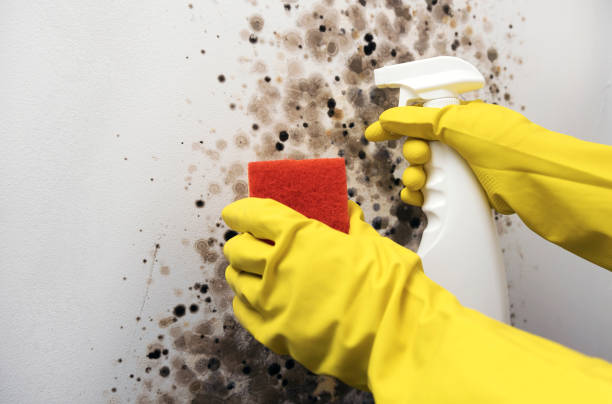 Best Home Mold Removal  in Gang Mills, NY