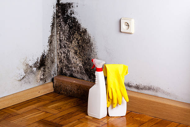 Best Toxic Mold Removal  in Gang Mills, NY