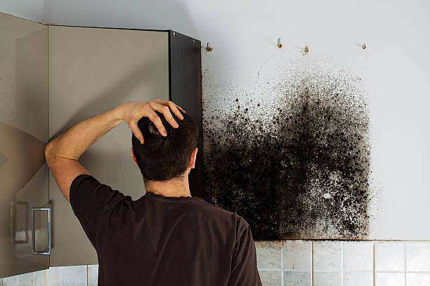 Best Local Mold Removal Service  in Gang Mills, NY